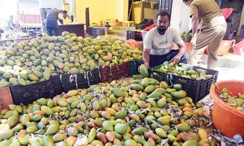 മാമ്പഴ വിൽപനയിൽ വൻ ഇടിവ്