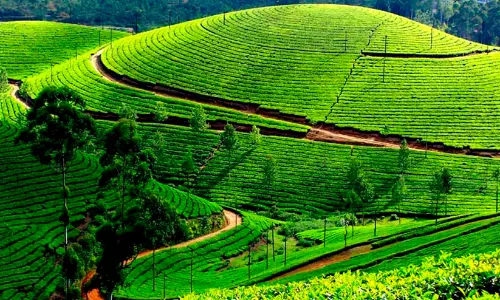 വിനോദ സഞ്ചാരികൾക്ക് പ്രവേശന ഫീസ് നടപ്പാക്കാനൊരുങ്ങി മൂന്നാർ