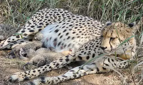 Cheetah Cubs