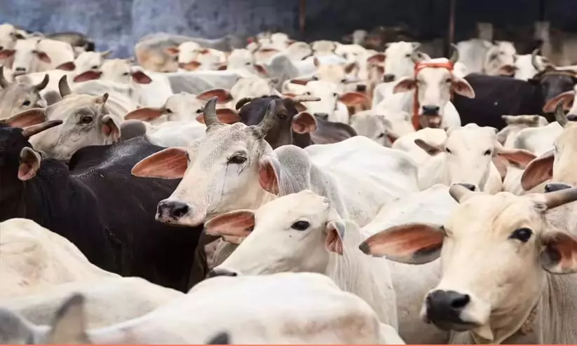 ബംഗാളിൽ കന്നുകാലി കശാപ്പിന് നിയന്ത്രണവുമായി ബി.ജെ.പി സർക്കാർ; ലംഘിച്ചാൽ ആറുമാസം തടവും പിഴയും ബംഗാളിൽ കന്നുകാലി കശാപ്പിന് നിയന്ത്രണവുമായി ബി.ജെ.പി സർക്കാർ; ലംഘിച്ചാൽ ആറുമാസം തടവും പിഴയും
