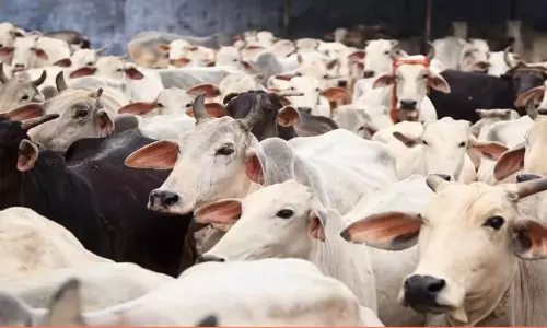 ബംഗാളിൽ കന്നുകാലി കശാപ്പിന് നിയന്ത്രണവുമായി ബി.ജെ.പി സർക്കാർ; ലംഘിച്ചാൽ ആറുമാസം തടവും പിഴയും