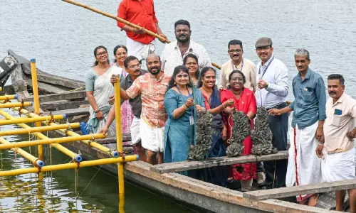 ചാലക്കുളത്ത് കല്ലുമ്മക്കായ വിളവെടുത്തു