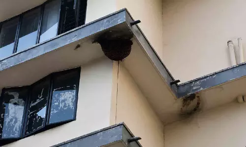 ആശങ്കയേറ്റി സ്‌പോർട്‌സ് ഹോസ്റ്റൽ കെട്ടിടത്തിൽ വീണ്ടും തേനീച്ചക്കൂടുകൾ