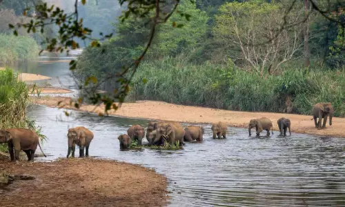 കാ​ന​ന​പാ​ത​യി​ൽ കാ​ട്ടാ​ന​ക​ൾ പെ​രു​കി; വേ​ണം ജാ​ഗ്ര​ത