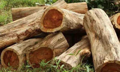 മുട്ടിൽ മരംമുറി: മരത്തടികളുടെ വിശദമായ കണക്ക് വീണ്ടുമെടുത്തു
