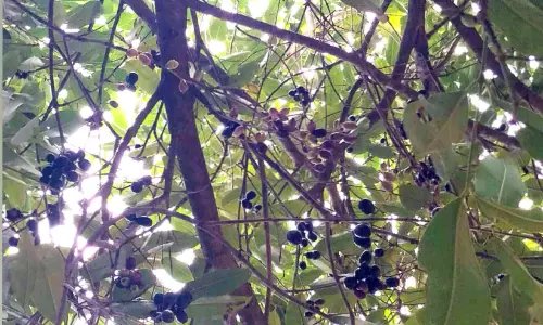 ഇത് അബ്ദുറഹിമാന്റെ പുണ്യം; വഴിയാത്രക്കാർക്ക് മധുരം നൽകി ഞാവൽ പഴങ്ങൾ