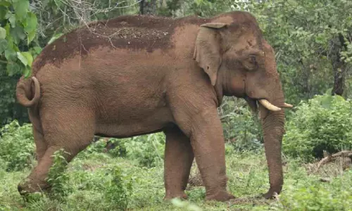ആറളത്ത് ഭീതി വിതച്ച് ആനകൾ; ഭീതിയോടെ ജനം