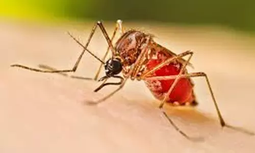 ഡെങ്കിപ്പനി പ്രതിരോധ പ്രവർത്തനങ്ങൾ തുടങ്ങി