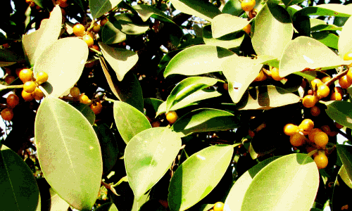 ഇത്തി ഇത്തി