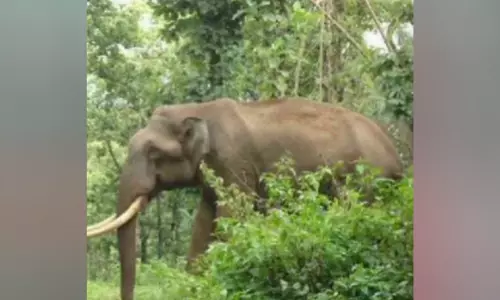 ഇല്ലിത്തോട്ടിൽ വീണ്ടും ഒറ്റയാൻ; വീട്ടമ്മ രക്ഷപ്പെട്ടത് തലനാരിഴക്ക്