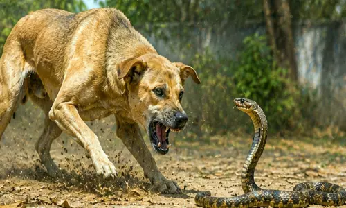 പാമ്പുവിഷബാധ മൃഗങ്ങളിൽ