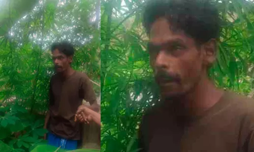 വീട്ടുവളപ്പിലെ കൃഷികൾക്കിടയിൽ കഞ്ചാവ് ചെടി; യുവാവ് അറസ്റ്റിൽ