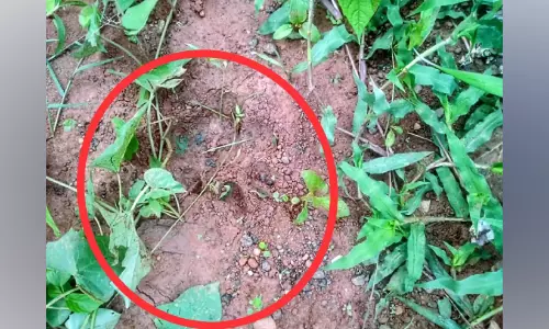 കാര്യമ്പാടി പുതൂരിൽ വീണ്ടും കടുവ; ജനം ആശങ്കയിൽ