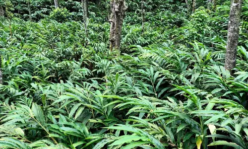 ഏലത്തോട്ടങ്ങളിലെ കീടരോഗബാധ: കർഷകർക്ക് വിനയായി വ്യാജ കീടനാശിനികളും ഏജൻസികളും