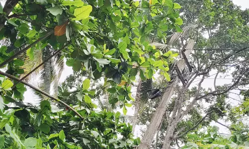 വൈദ്യുതി ലൈനിൽ തട്ടിനിന്ന മരത്തിൽനിന്ന് മൂന്നുപേർക്ക് ഷോക്കേറ്റു
