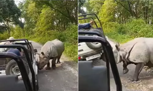 Rhino tries to flip safari jeep