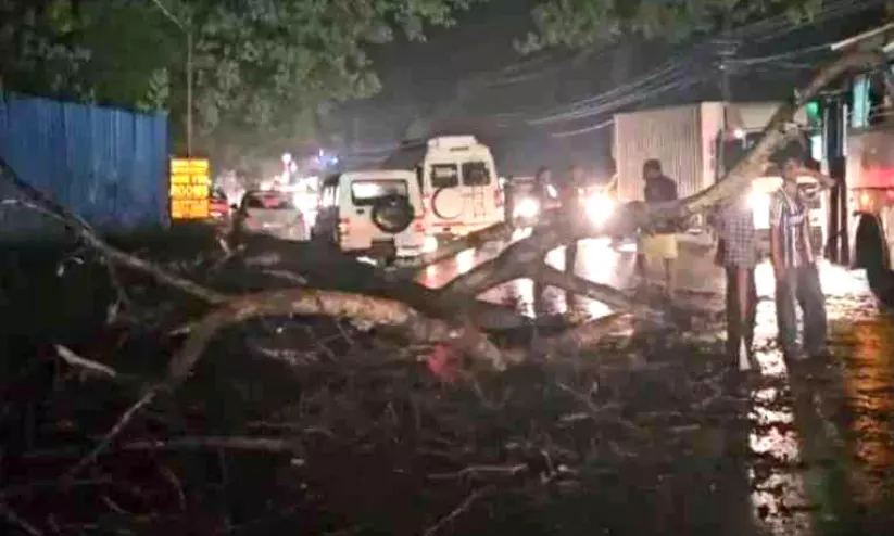 കനത്ത മഴ: ചങ്ങരംകുളത്ത് മരം കടപുഴകി വീണു കനത്ത മഴ: ചങ്ങരംകുളത്ത് മരം കടപുഴകി വീണു