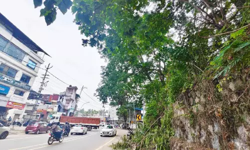 അപകടക്കെണിയൊരുക്കി കൊട്ടാരക്കര കെ.ഐ.പി വളപ്പിലെ വൻമരങ്ങൾ അപകടക്കെണിയൊരുക്കി കൊട്ടാരക്കര കെ.ഐ.പി വളപ്പിലെ വൻമരങ്ങൾ