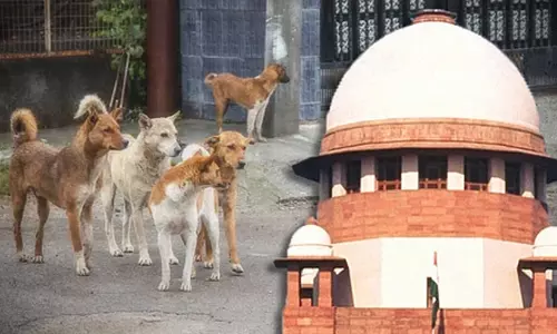 മനുഷ്യ ജീവന് ഭീഷണിയാകുന്ന തെരുവ് നായ്ക്കളെ കൊല്ലാം; നിർണായക ഉത്തരവുമായി സുപ്രീം കോടതി