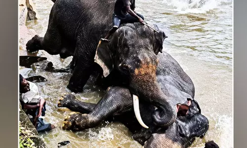 കുടകിലെ ദുബാരെ ക്യാമ്പിൽ ആനകളുടെ ഏറ്റുമുട്ടലിൽ പരിക്കേറ്റ ‘മാർത്താണ്ഡ’ ചരിഞ്ഞു