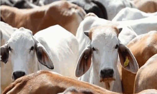 സീബിൽ അനധികൃത കന്നുകാലി വിപണനത്തിന് വിലക്ക്
