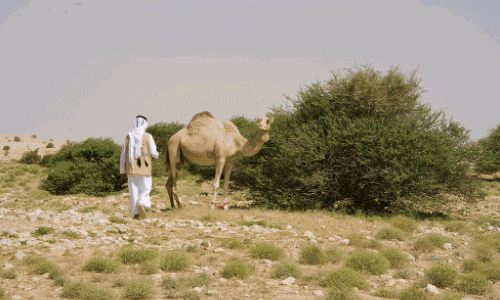 പ​രി​സ്ഥി​തി നി​യ​മ​ലം​ഘ​ന​ങ്ങ​ൾ പി​ടി​കൂ​ടി