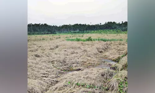 ക​ർ​ഷ​ക​ർ​ക്ക് ക​ണ്ണു​നീ​ർ ത​ന്നെ; കു​റ്റ്യാ​ട്ട് വ​യ​ലി​ൽ  നെ​ല്ല് കൊ​യ്യാ​നാ​കാ​തെ കൃ​ഷി കൂ​ട്ടാ​യ്മ
