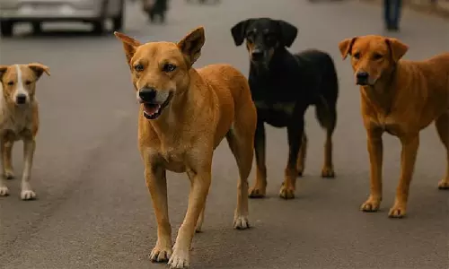 ഉത്തരവാദിത്തം ഏറ്റെടുക്കാമെങ്കിൽ കാമ്പസുകളിൽ തെരുവ് നായ്ക്കളെ വളർത്താം: വിദ്യാർഥി സംഘടനകളോട് സുപ്രീം കോടതി