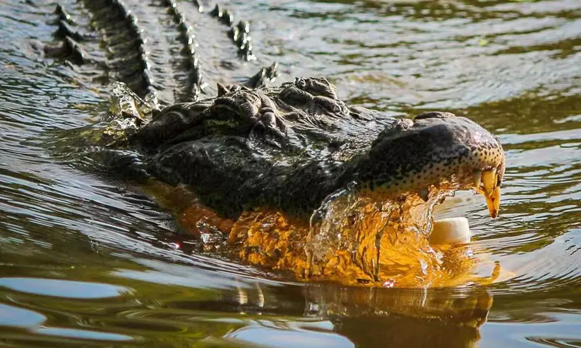 crocodile crocodile