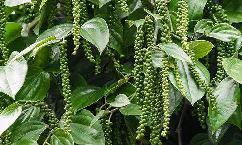 വിപണിയിൽ ആടിയുലഞ്ഞ് കറുത്ത പൊന്ന്