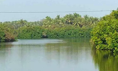 കെ-റെയിൽ: ചെമ്പല്ലിക്കുണ്ടിലെ നീർപക്ഷികൾക്കിനി ഭയം വേണ്ട