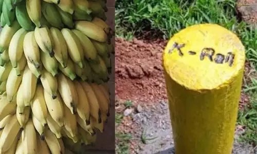 ‘സമര വാഴ’ക്കുല; ലേലം ചെയ്ത പണം വീട് നിർമാണത്തിന്