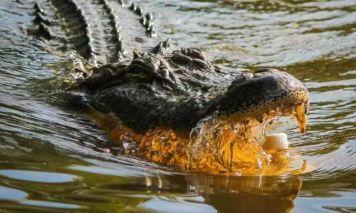 crocodile