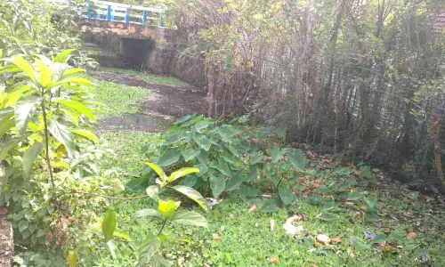 പോള നിറഞ്ഞു; നീരൊഴുക്കില്ലാതെ​   പുന്നപ്ര ഈരേത്തോട്