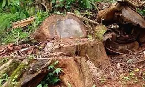 മുട്ടിൽ മരംമുറി കേസ്: പിടിച്ചെടുത്ത മരങ്ങളുടെ പൂർണ കണക്ക് സമർപ്പിക്കാൻ കോടതി നിർദേശം മുട്ടിൽ മരംമുറി കേസ്: പിടിച്ചെടുത്ത മരങ്ങളുടെ പൂർണ കണക്ക് സമർപ്പിക്കാൻ കോടതി നിർദേശം