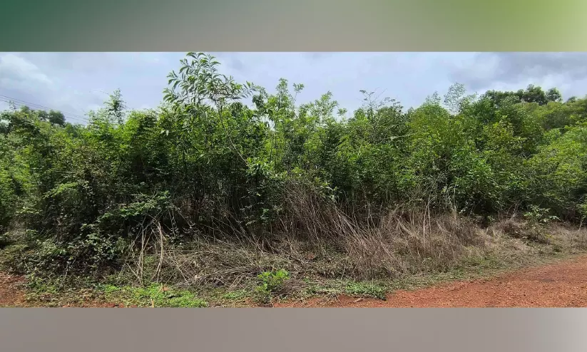 ഭക്ഷ്യസംഭരണശാലക്കിട്ട ശില കാടുകയറി; പരിഗണിക്കുമോ പുതിയ സർക്കാർ? ഭക്ഷ്യസംഭരണശാലക്കിട്ട ശില കാടുകയറി; പരിഗണിക്കുമോ പുതിയ സർക്കാർ?