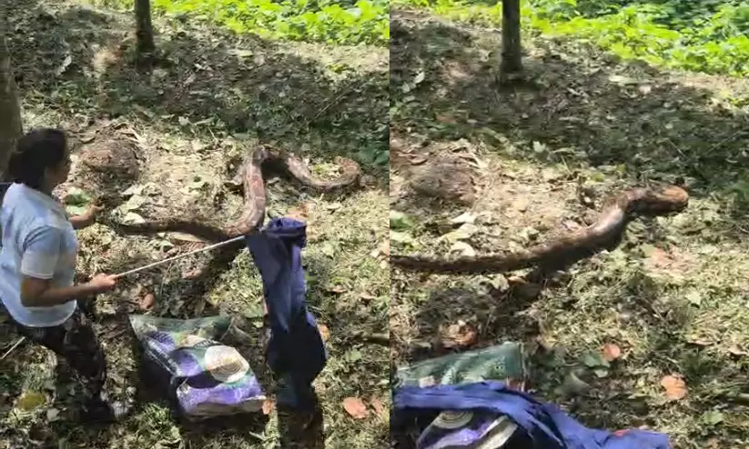 റബർ പുരയിടത്തിൽ ഭീതിപരത്തി കൂറ്റൻ പെരുമ്പാമ്പ് ; വനംവകുപ്പ് എത്തി സാഹസികമായി പിടികൂടി റബർ പുരയിടത്തിൽ ഭീതിപരത്തി കൂറ്റൻ പെരുമ്പാമ്പ് ; വനംവകുപ്പ് എത്തി സാഹസികമായി പിടികൂടി