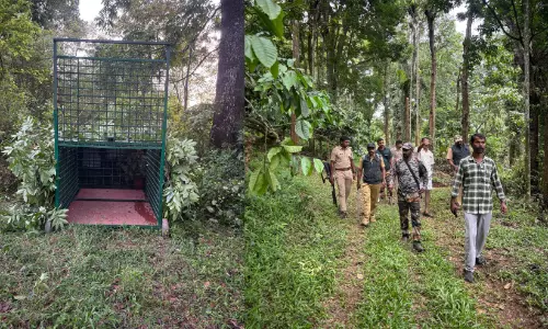 ഒരപ്പുവയലിലെ കടുവയെ കാത്ത് കൂട് റെഡി, വ്യാപക തിരച്ചിൽ