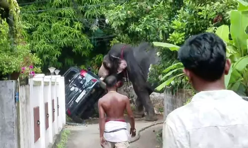 ജനവാസമേഖലയിൽ പരിഭ്രാന്തി സൃഷ്ടിച്ച കൊമ്പനെ തളച്ചു