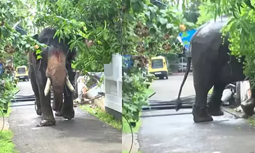 തൃശൂർ നഗരത്തെ മുൾമുനയിലാക്കി ഇടഞ്ഞ കൊമ്പന്റെ പരക്കംപാച്ചിൽ