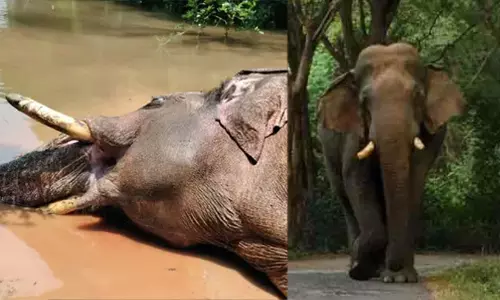 ആളിയാർ ഡാമിലെ കനാലിൽ കാട്ടാനയുടെ ജഢം: ചരിഞ്ഞത് ചില്ലിക്കൊമ്പൻ