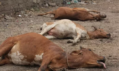 ചത്ത പശുക്കളെ മാലിന്യക്കൂനയിൽ തള്ളി; രാജസ്ഥാനിൽ ബിജെപി സർക്കാരിനെതിരെ പ്രതിഷേധം