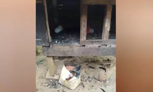 വഴിക്കടവിൽ പുലിയിറങ്ങി; കൂട് തകർത്ത് കോഴികളെ പിടികൂടി