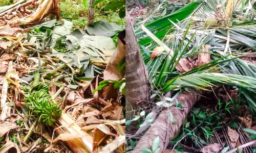 ചുള്ളിയാംകുളത്തും കാട്ടാന; വൻ കൃഷിനാശം