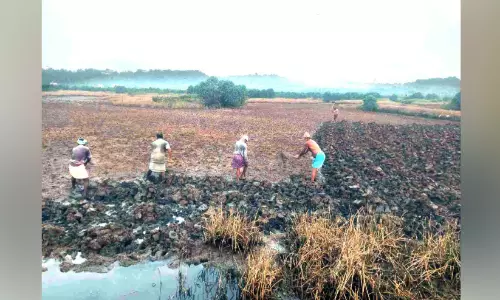 തൊഴിലുറപ്പ് പദ്ധതി പരിഷ്‌കരണം; ഏഴോം പഞ്ചായത്തിലെ കൈപ്പാട് കൃഷിക്ക് പ്രതിസന്ധി