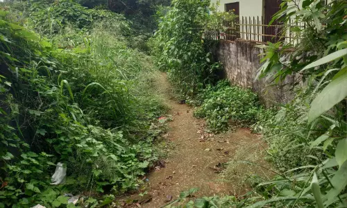 ലിങ്ക് റോഡ് കാടുമൂടി; ഇഴജന്തുഭീതിയിൽ നാട്ടുകാർ