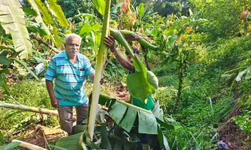 കാട്ടാനശല്യം രൂക്ഷം വാഴകൾ വെട്ടിനശിപ്പിച്ച് കർഷകൻ
