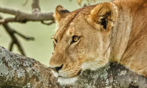 ഗുജറാത്തിലെ ഗിർ വനത്തിൽ പത്ത് ദിവസത്തിനിടെ ചത്തത് അഞ്ച് സിംഹങ്ങൾ; രോഗബാധയുടെ ലക്ഷണമില്ലെന്ന് വനംമന്ത്രി