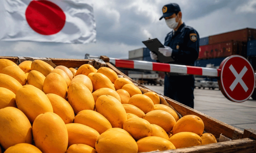 mango mango