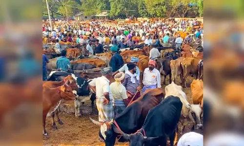 ബക്രീദ്; പൊള്ളാച്ചി ചന്തയിൽ വിറ്റത് അഞ്ച് കോടി രൂപയുടെ കന്നുകാലികൾ ബക്രീദ്; പൊള്ളാച്ചി ചന്തയിൽ വിറ്റത് അഞ്ച് കോടി രൂപയുടെ കന്നുകാലികൾ